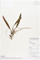 登錄號:BS03889藏品圖，第1張