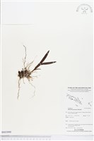 登錄號:BS03890藏品圖，第1張