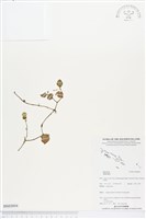 登錄號:BS03894藏品圖，第1張