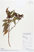 登錄號:BS03895藏品圖，第1張