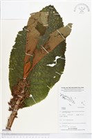 登錄號:BS03896藏品圖，第1張