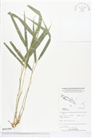 登錄號:BS03899藏品圖，第1張