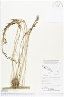 登錄號:BS03900藏品圖，第1張