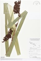 登錄號:BS03901藏品圖，第1張
