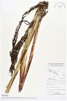 赤箭莎藏品圖，第1張