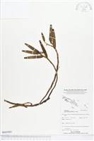 登錄號:BS03903藏品圖，第1張