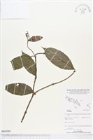登錄號:BS03905藏品圖，第1張