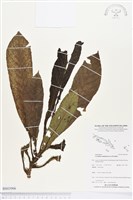 登錄號:BS03906藏品圖，第1張