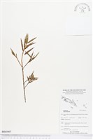 登錄號:BS03907藏品圖，第1張