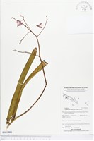 登錄號:BS03908藏品圖，第1張