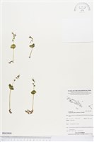 登錄號:BS03909藏品圖，第1張