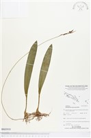 登錄號:BS03910藏品圖，第1張