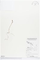 登錄號:BS03911藏品圖，第1張