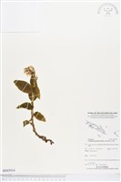 登錄號:BS03914藏品圖，第1張