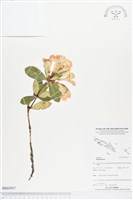 登錄號:BS03917藏品圖，第1張