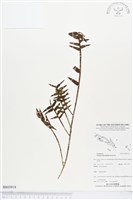 登錄號:BS03918藏品圖，第1張