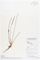 登錄號:BS03919藏品圖，第1張