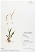 登錄號:BS03920藏品圖，第1張