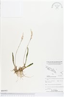 登錄號:BS03921藏品圖，第1張