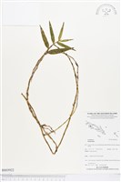 登錄號:BS03922藏品圖，第1張