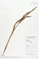 登錄號:BS03924藏品圖，第1張