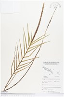 登錄號:BS03927藏品圖，第1張