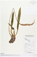 登錄號:BS03928藏品圖，第1張