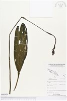 登錄號:BS03929藏品圖，第1張