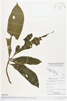 登錄號:BS03930藏品圖，第1張