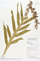 登錄號:BS03931藏品圖，第1張