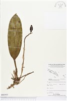 登錄號:BS03933藏品圖，第1張