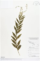 登錄號:BS03934藏品圖，第1張