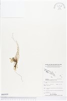 登錄號:BS03939藏品圖，第1張