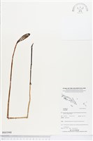 登錄號:BS03940藏品圖，第1張