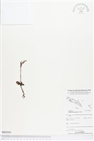 登錄號:BS03941藏品圖，第1張