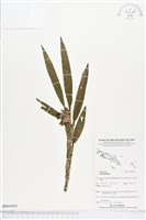 登錄號:BS03943藏品圖，第1張