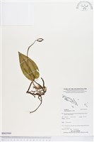 登錄號:BS03944藏品圖，第1張