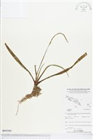 登錄號:BS03945藏品圖，第1張