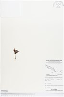 登錄號:BS03946藏品圖，第1張