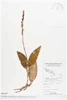 登錄號:BS03947藏品圖，第1張