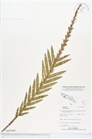 登錄號:BS03948藏品圖，第1張