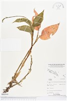 登錄號:BS03949藏品圖，第1張