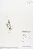 登錄號:BS03951藏品圖，第1張