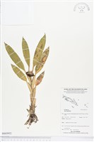 登錄號:BS03952藏品圖，第1張