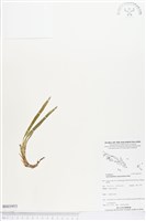 登錄號:BS03953藏品圖，第1張