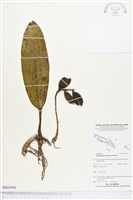 登錄號:BS03954藏品圖，第1張