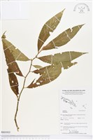 登錄號:BS03955藏品圖，第1張