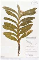 登錄號:BS03956藏品圖，第1張