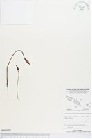 小鬼蘭藏品圖，第1張