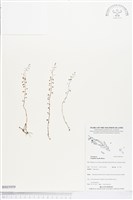 登錄號:BS03959藏品圖，第1張